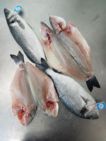 PESCADO ACUICULTURA