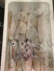 CEFALOPODO FRESCO (calamar)