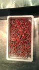 CRUSTACEO FRESCO CRUDO