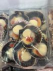 MOLUSCO CONGELADO (Zamburiña)
